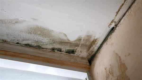 Spotting Damp or Mold