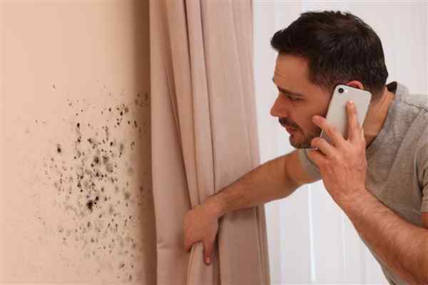The Hidden Dangers of Damp and Black Mould in Your Home