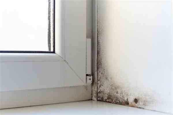 How to Avoid Damp and Black Mold in Your Home