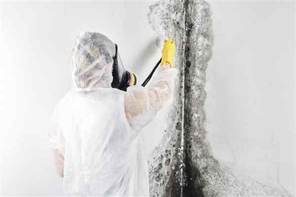 Important Information About Black Mold (Stachybotrys Chartarum)
