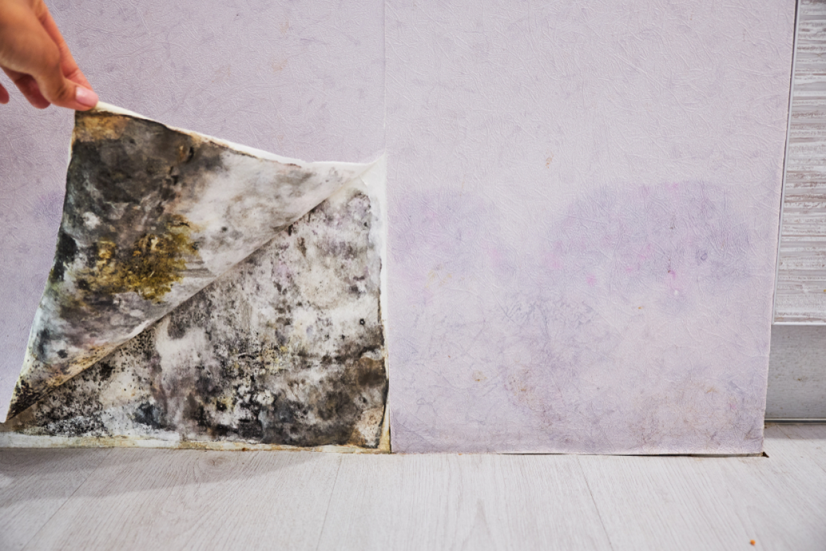 Why Warm Weather Doesn’t Mean Your Home is Free from Damp