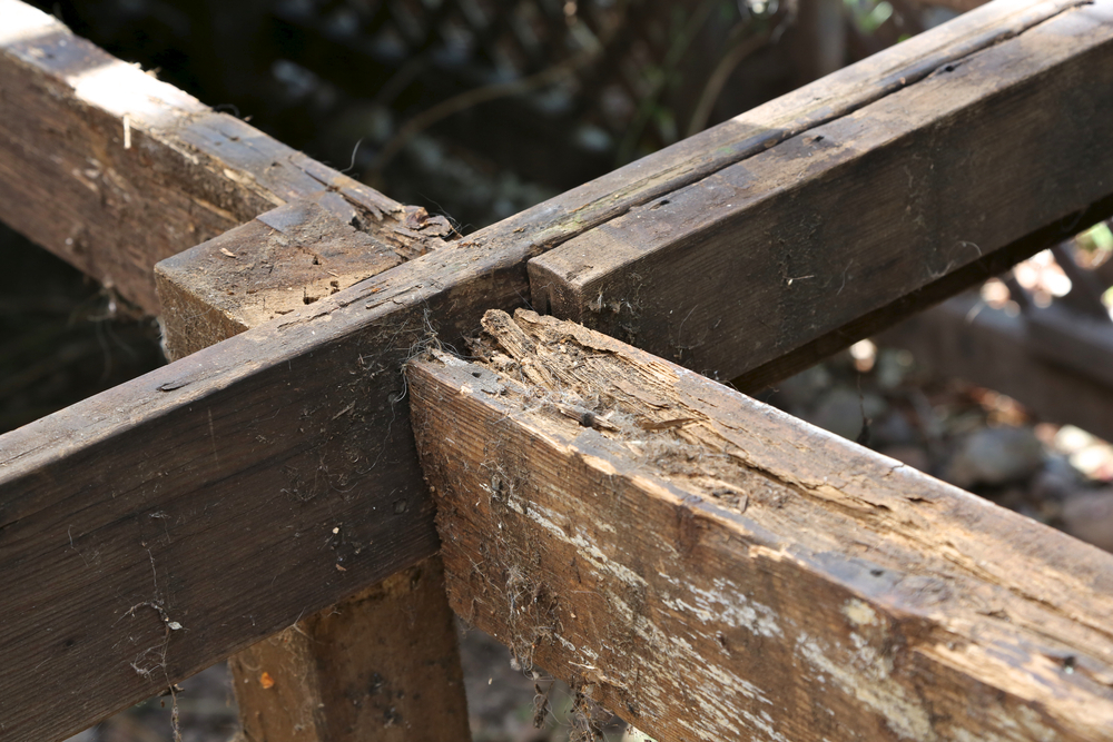 How Destructive  is Dry Rot?