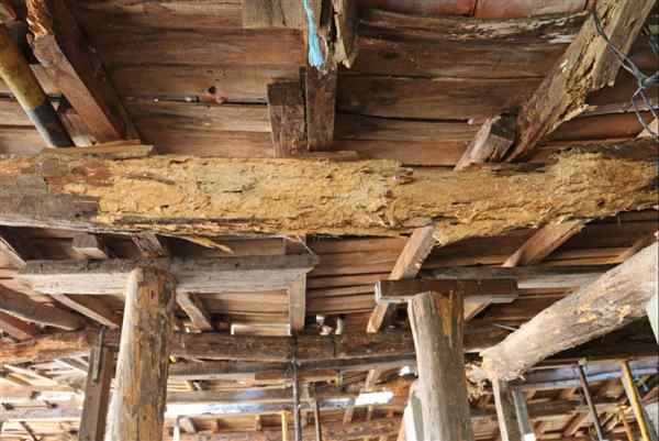 Woodworm Treatment