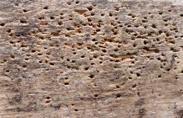 What Causes Woodworm?